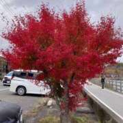 ヒメ日記 2025/11/04 12:55 投稿 ひなの 横浜おかあさん
