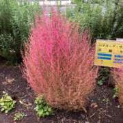 ヒメ日記 2025/11/11 15:35 投稿 ひなの 横浜おかあさん