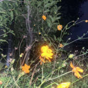 ヒメ日記 2025/12/15 18:08 投稿 ふう ANGEL KISS 池袋