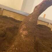 ヒメ日記 2026/02/15 13:33 投稿 みなみ 熟女総本店 堺東店