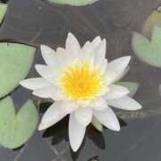 ヒメ日記 2026/01/06 09:05 投稿 本多 ここ こあくまな熟女たち 千葉店（KOAKUMAグループ）