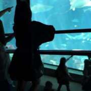 ヒメ日記 2025/11/22 16:07 投稿 ひまわり　甘え上手な一輪の花 今ドキ マットMAX