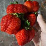 ヒメ日記 2026/01/03 12:26 投稿 ひまわり　甘え上手な一輪の花 今ドキ マットMAX