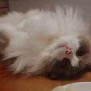 ヒメ日記 2025/10/17 14:17 投稿 黒瀬みどり 五反田ウルトラファンタジー