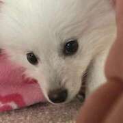 ヒメ日記 2026/03/29 16:15 投稿 心音（ここね） NOA（ノア）