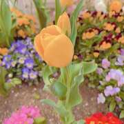 しず ✧お礼✧しず 錦糸町人妻セレブリティ（ユメオト）