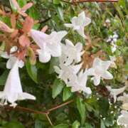 まりな ✨最後の出勤のお知らせとお礼✨ アメリカンクリスタル