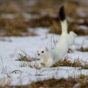 ヒメ日記 2025/11/16 21:32 投稿 すぴか マリン千姫