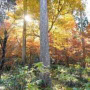 ヒメ日記 2025/10/29 21:08 投稿 れみ セレブクエスト-Nishikawa-