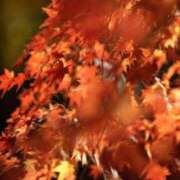 ヒメ日記 2025/11/12 17:50 投稿 れみ セレブクエスト-omiya-