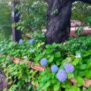 ヒメ日記 2026/06/15 08:07 投稿 うたな いざ候 本館