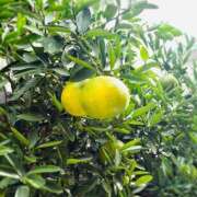 ヒメ日記 2025/11/06 21:06 投稿 美園 MCロイヤル