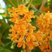 ヒメ日記 2025/10/09 18:23 投稿 深雪（みゆき） 熟女の風俗最終章 大宮店