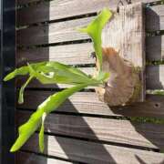 ヒメ日記 2025/10/14 01:05 投稿 深雪（みゆき） 熟女の風俗最終章 大宮店