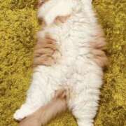 ヒメ日記 2025/10/15 01:40 投稿 らん VIVIDCREWマダムセカンドバージン 梅田店