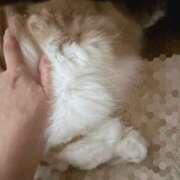 ヒメ日記 2025/10/26 05:05 投稿 らん VIVIDCREWマダムセカンドバージン 梅田店