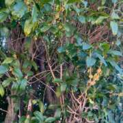 ヒメ日記 2025/10/30 09:52 投稿 らん VIVIDCREWマダムセカンドバージン 梅田店