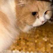 ヒメ日記 2025/11/01 05:16 投稿 らん VIVIDCREWマダムセカンドバージン 梅田店