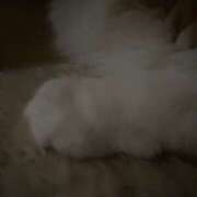 ヒメ日記 2025/11/04 04:43 投稿 らん VIVIDCREWマダムセカンドバージン 梅田店