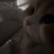 ヒメ日記 2025/11/06 05:07 投稿 らん VIVIDCREWマダムセカンドバージン 梅田店