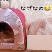 ヒメ日記 2025/11/14 09:47 投稿 らん VIVIDCREWマダムセカンドバージン 梅田店