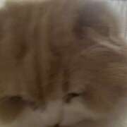 ヒメ日記 2025/11/24 07:28 投稿 らん VIVIDCREWマダムセカンドバージン 梅田店