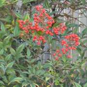 ヒメ日記 2025/12/04 09:55 投稿 らん VIVIDCREWマダムセカンドバージン 梅田店