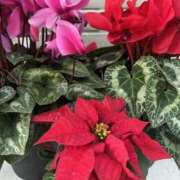 ヒメ日記 2025/12/07 17:00 投稿 らん VIVIDCREWマダムセカンドバージン 梅田店