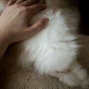 ヒメ日記 2025/12/09 06:26 投稿 らん VIVIDCREWマダムセカンドバージン 梅田店