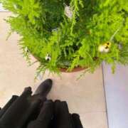 ヒメ日記 2025/12/10 10:04 投稿 らん VIVIDCREWマダムセカンドバージン 梅田店