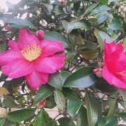 ヒメ日記 2026/01/16 08:04 投稿 らん VIVIDCREWマダムセカンドバージン 梅田店