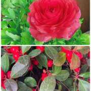 ヒメ日記 2026/01/28 13:07 投稿 らん VIVIDCREWマダムセカンドバージン 梅田店