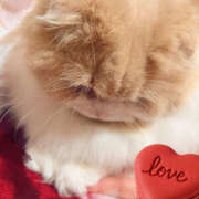 ヒメ日記 2026/02/14 22:21 投稿 らん VIVIDCREWマダムセカンドバージン 梅田店