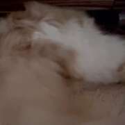 ヒメ日記 2026/03/15 09:22 投稿 らん VIVIDCREWマダムセカンドバージン 梅田店