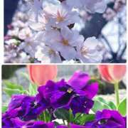 ヒメ日記 2026/03/29 14:29 投稿 らん VIVIDCREWマダムセカンドバージン 梅田店