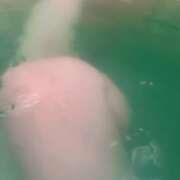 ヒメ日記 2026/06/18 22:16 投稿 らん VIVIDCREWマダムセカンドバージン 梅田店