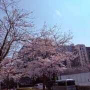 ヒメ日記 2026/04/01 18:15 投稿 えり 花夫人