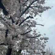 ヒメ日記 2026/04/13 15:36 投稿 ゆら ニュー不夜城