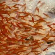 みのり お礼日記:11月15日（土） クンニM性感　御奉仕ボーイズ　西日暮里店