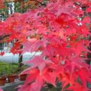 ヒメ日記 2025/11/21 10:44 投稿 豊田 熟女の風俗最終章 横浜本店