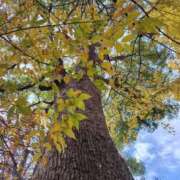 ヒメ日記 2025/12/13 10:34 投稿 豊田 熟女の風俗最終章 横浜本店