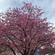 ヒメ日記 2026/03/04 09:44 投稿 豊田 熟女の風俗最終章 横浜本店