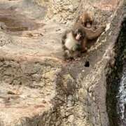 ヒメ日記 2026/03/02 17:00 投稿 イチカワ 千葉★出張マッサージ委員会Z