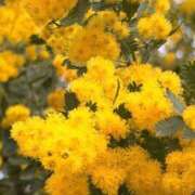 ヒメ日記 2026/03/09 19:44 投稿 イチカワ 千葉★出張マッサージ委員会Z