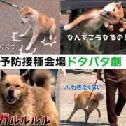 いと★圧倒的ロリ天使S嬢 進化のミス BUNNY PLAS