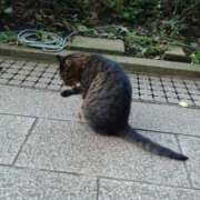 ヒメ日記 2025/11/28 13:54 投稿 ななほ 池袋モンデミーテ（シンデレラグループ）