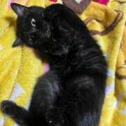 ヒメ日記 2026/04/02 21:42 投稿 レゼ ドMなバニーちゃん水戸店