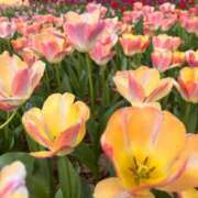 ヒメ日記 2026/04/17 21:22 投稿 レゼ ドMなバニーちゃん水戸店