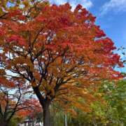 ヒメ日記 2025/10/30 11:01 投稿 南（ミナミ） アバンチュール(五反田)