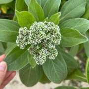 ヒメ日記 2025/11/08 17:16 投稿 南（ミナミ） アバンチュール(五反田)